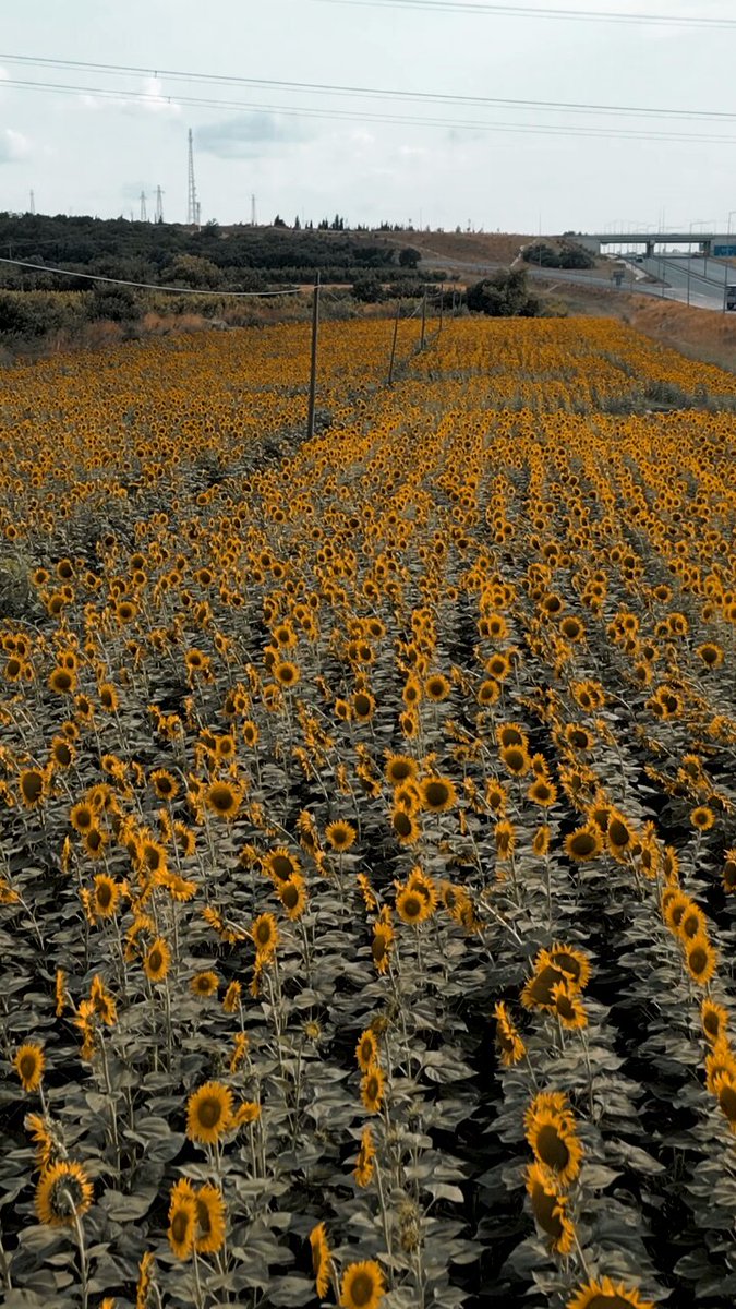 Türkiye Kültür Yolu Festivali Çanakkale'de Başlıyor