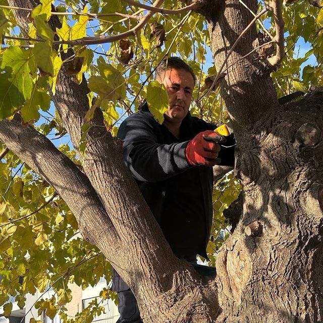 Buharkent Belediyesi Park ve Bahçeler Müdürlüğü, Ağaçlara Mevsimsel Bakım Yapıyor