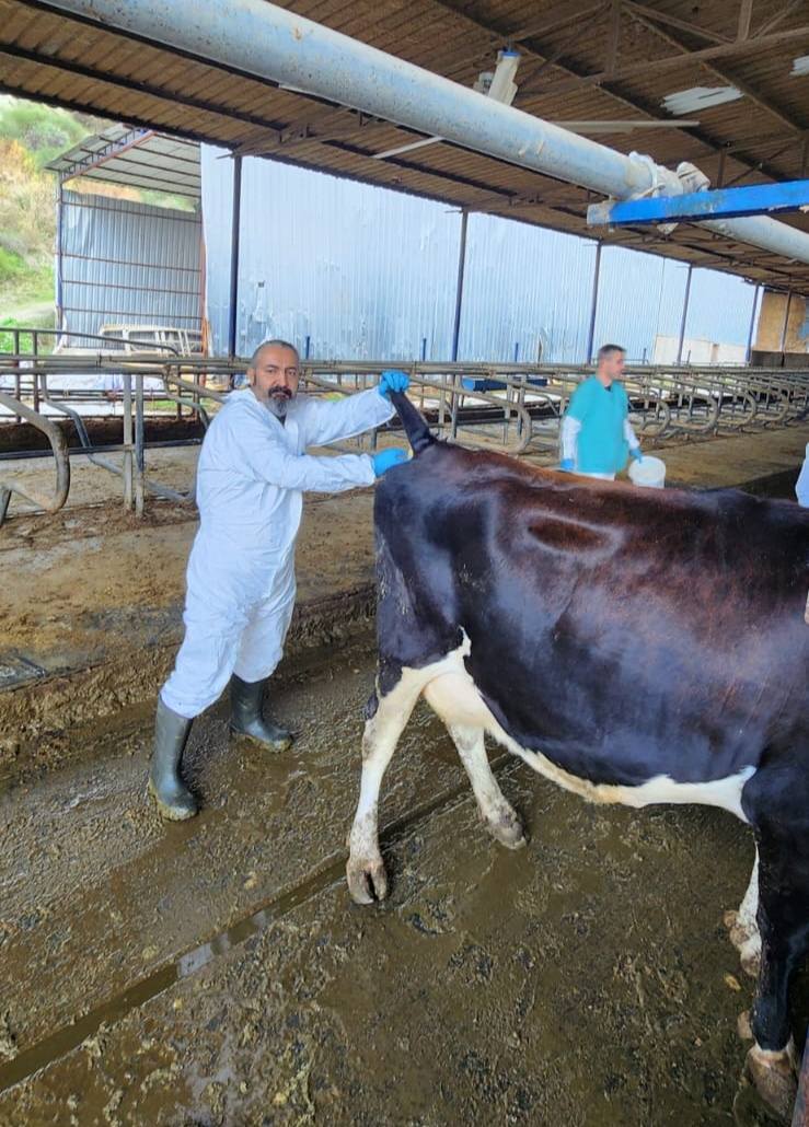 Söke Tarım Orman Müdürlüğü, Hastalıktan Ari İşletmelerde Rutin Testler Yapıyor