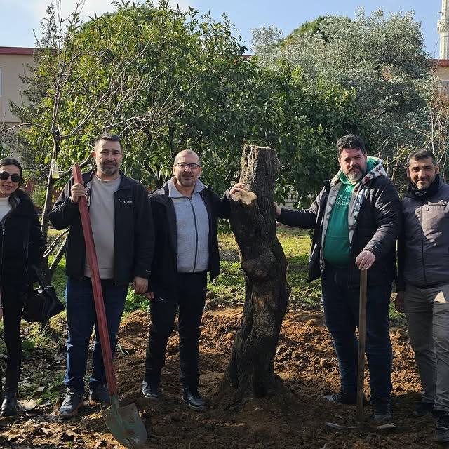 Tarihi Zeytin Ağacı Sultanhisar Meslek Yüksekokulu'na Nakledildi