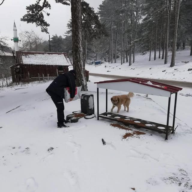 Havran'da Sokak Hayvanlarına Kar Karşı Destek