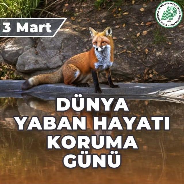 Dünya Yaban Hayatı Koruma Günü Nedir? 3 Mart Tarihinin Önemi ve Aktüel Bilgiler