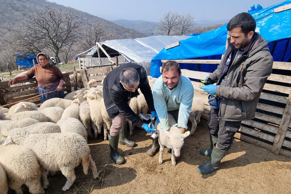 Gölmarmara'da Küçükbaş Hayvanlara Aşılama ve Kimliklendirme Çalışmaları