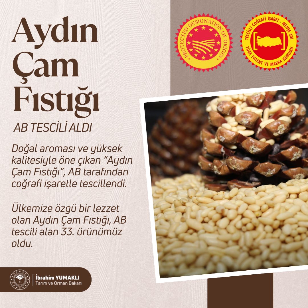 Aydın Çam Fıstığı AB'den Coğrafi İşaret Tescili Aldı