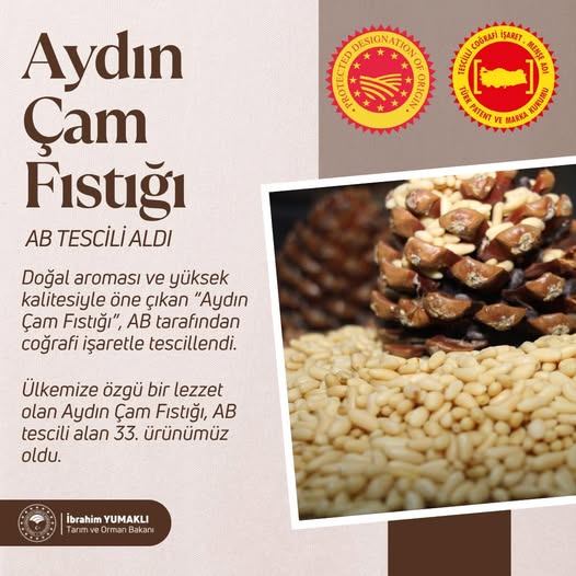 Aydın Çam Fıstığı AB'den Coğrafi İşaret Aldı