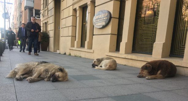 Afyonkarahisar'da Sahipsiz Hayvanlar İçin Yeni Adım