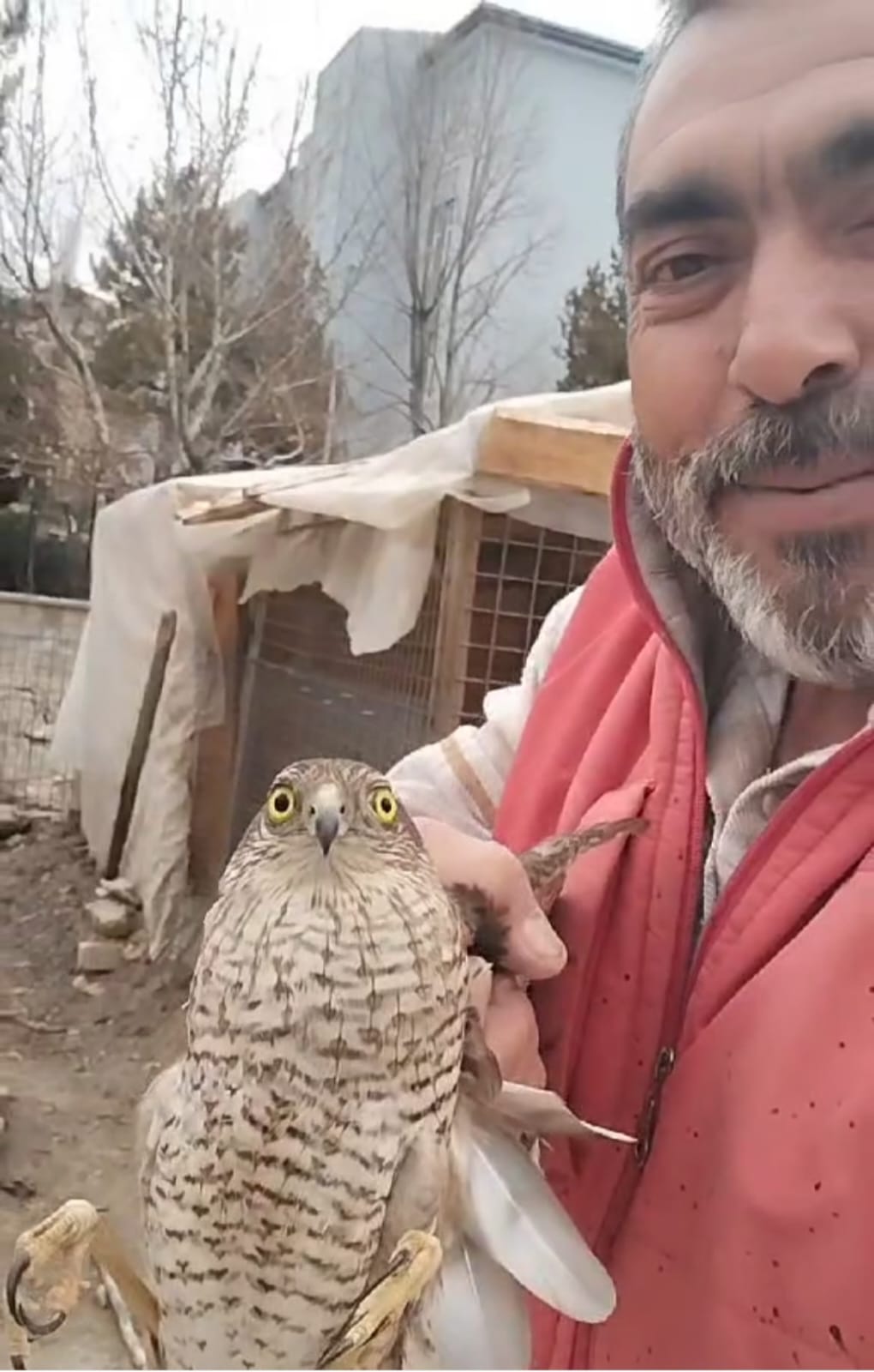 Şahin Kümes Hayvanlarına Zarar Vermeden Yuvasına Döndü