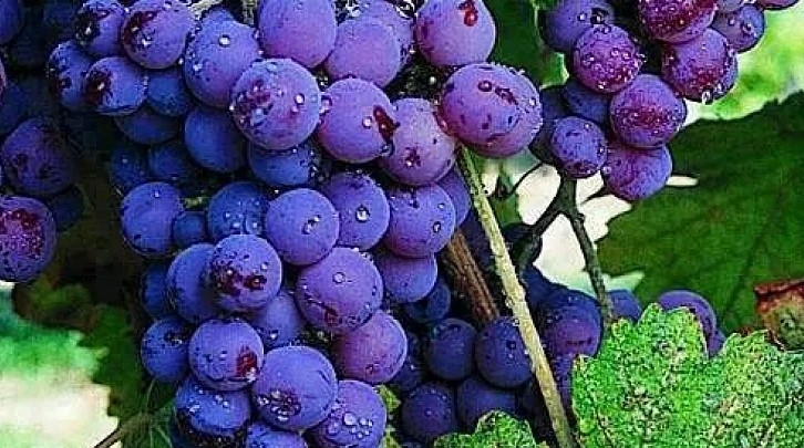 Emirdağ’ın Coğrafi İşaretli Değerlerine Bir Yenisi Daha Eklendi: Karacalar Üzümü Tescillendi